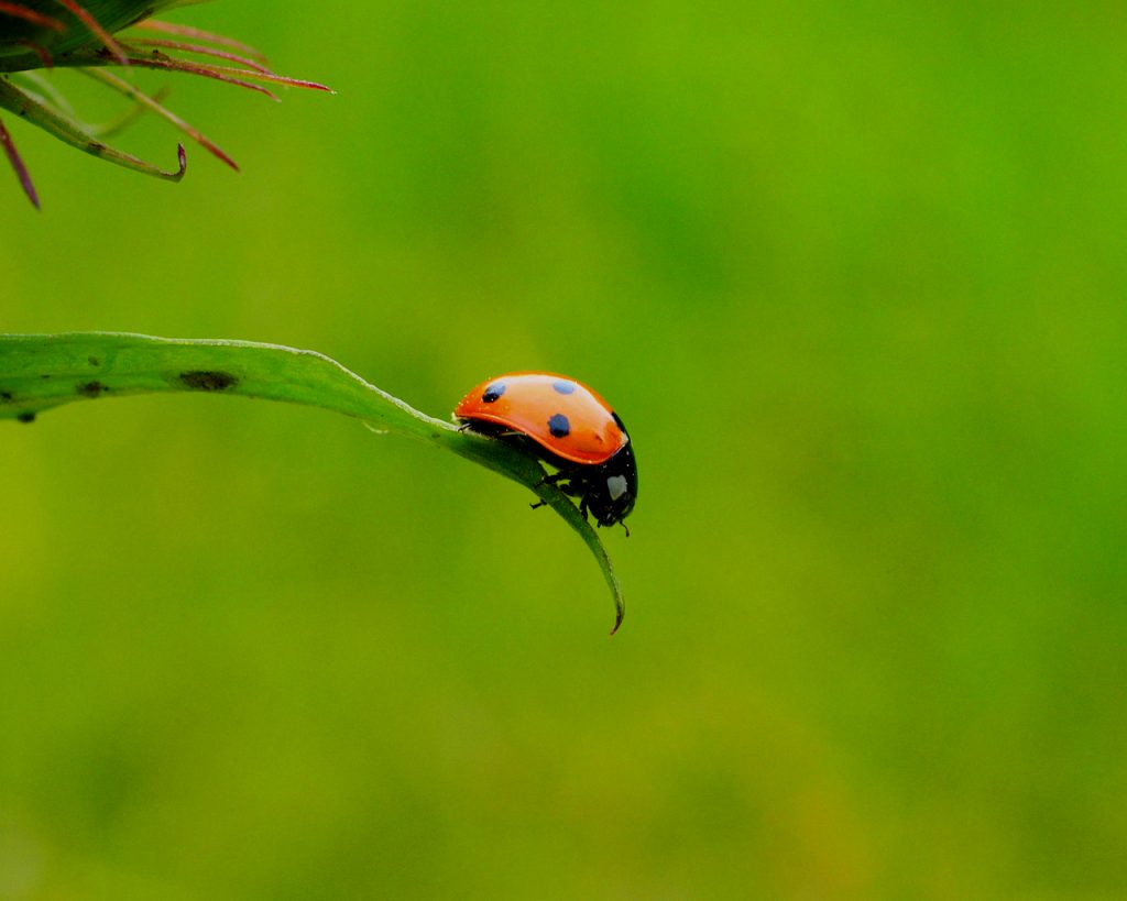 ladybug on leaf