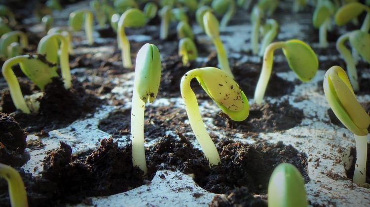 seed trials