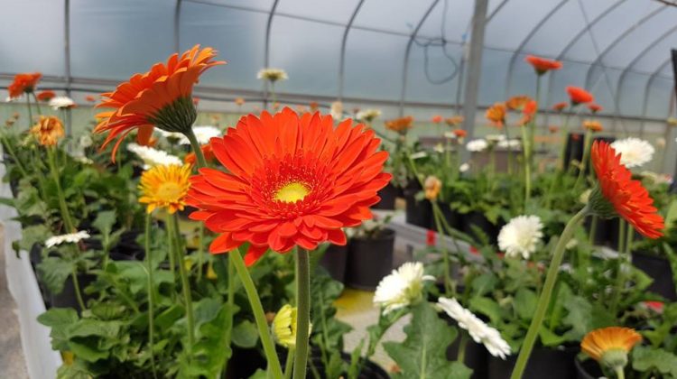 farmforest greenhouse facility