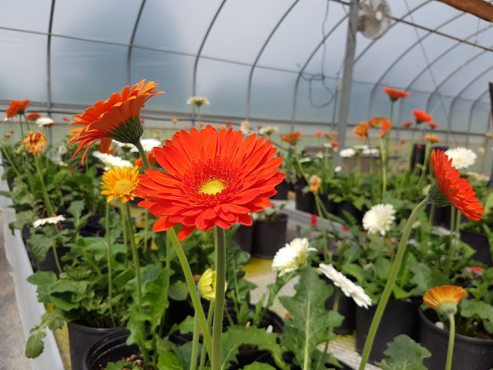 farmforest greenhouse facility