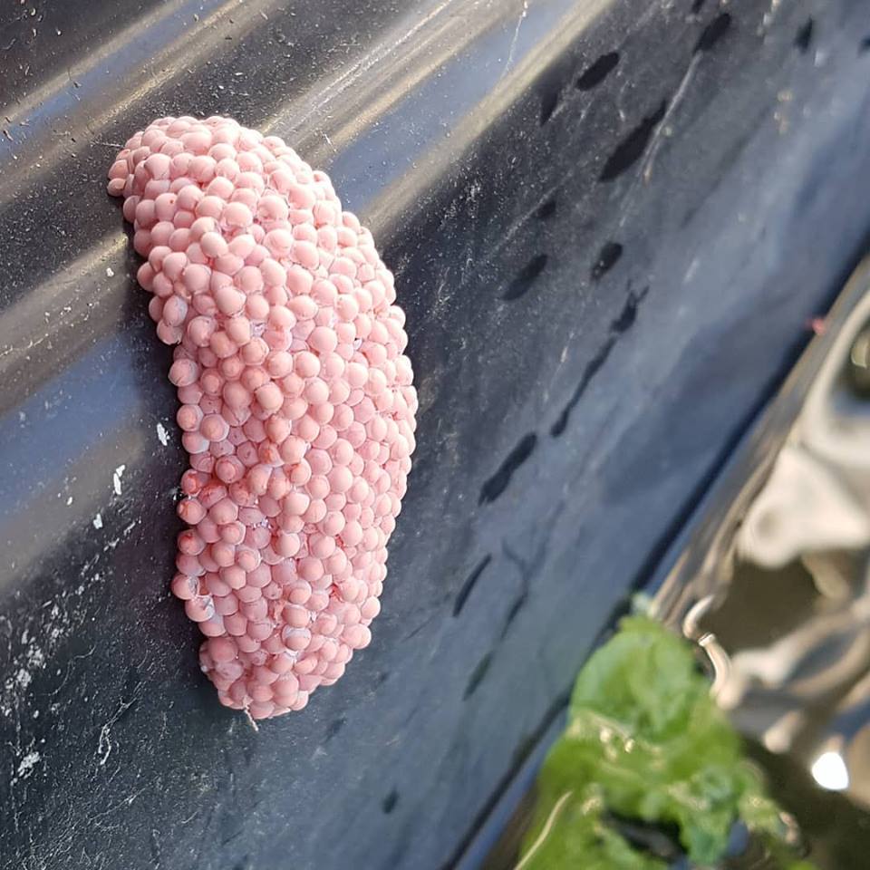 applesnail eggs